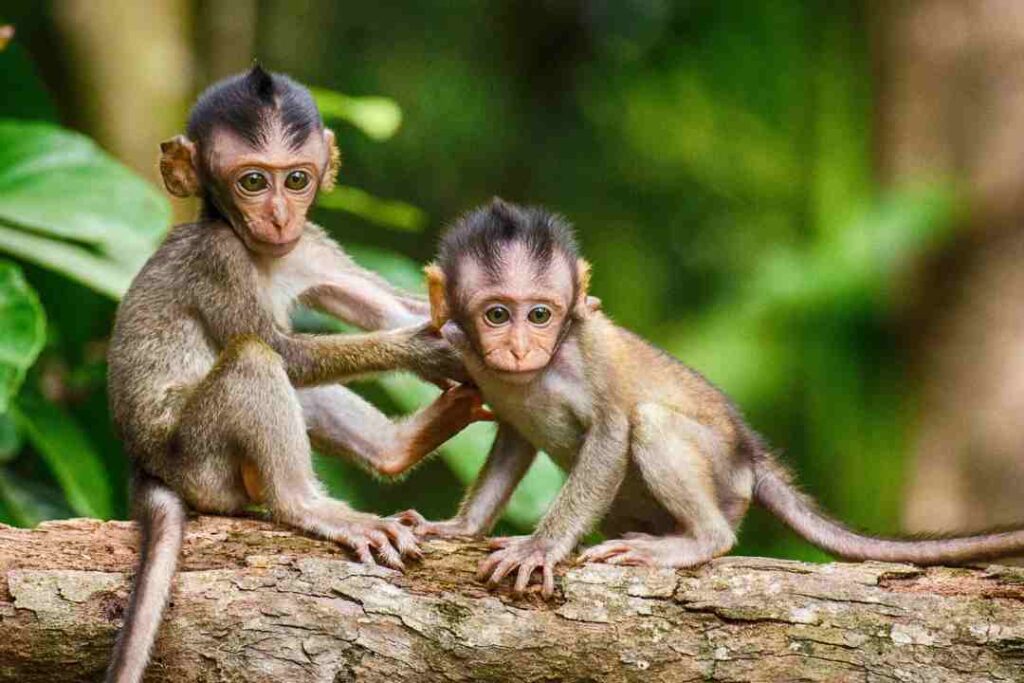 Asian Primates